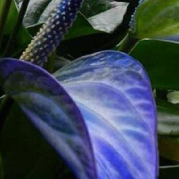 ADD $1 - 10 Anthurium Plant Seeds for Garden or Indoor 'flowers' Pretty Colours - Picture 2 of 6